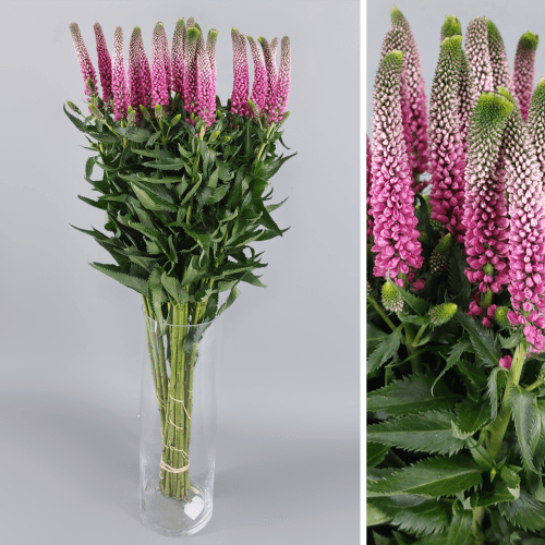 Veronica Smart Iselle, Rosa, 1 tallos, 50cm