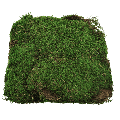 Musgo Plano 500 g, Verde