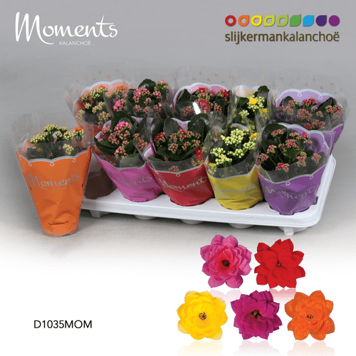 Kalanchoe Moments Mix, Mixto, 1 tallos, 23cm