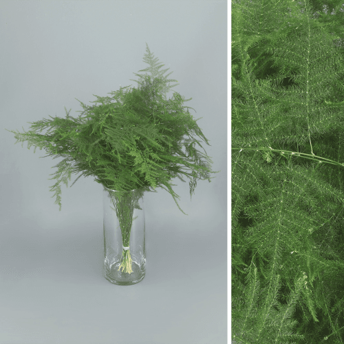 Asparagus Setaceus Medium, Verde