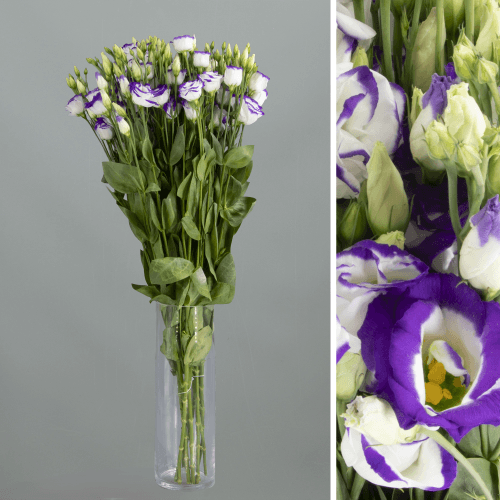 Lisianthus Doble Blue Pico, Blanco/Azul, 1 tallos, 70cm