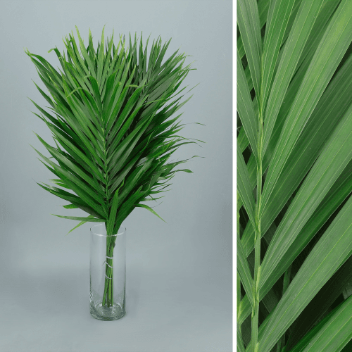 Cataractarum, Verde, 1 tallos, 70cm