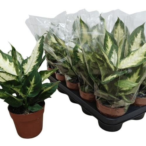 Dieff Camilla, Blanco/Verde, 1 tallos, 35cm