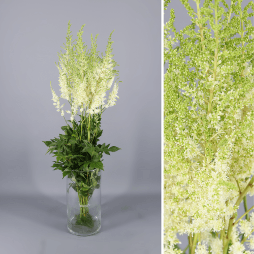 Astilbe Washington, Blanco, 1 tallos, 50cm