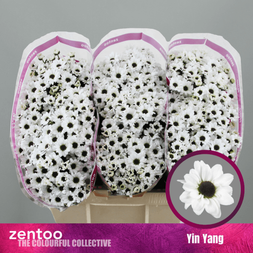 Crisantemo Santini Yin Yang, Blanco, 1 tallos, 55cm