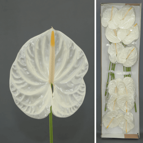Anthurium Acropolis x12, Blanco, 1 tallos, 45cm