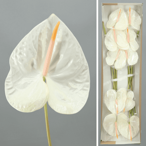 Anthurium Acropolis x10, Blanco, 1 tallos, 50cm
