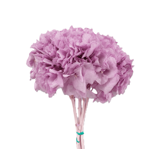 Hydrangea Lavanda, Lavanda