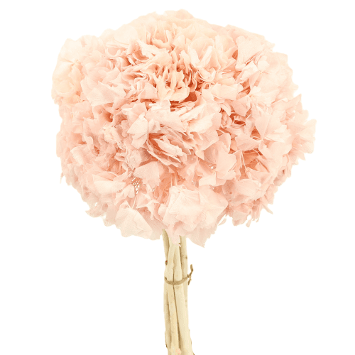 Hydrangea Rosa, Rosa