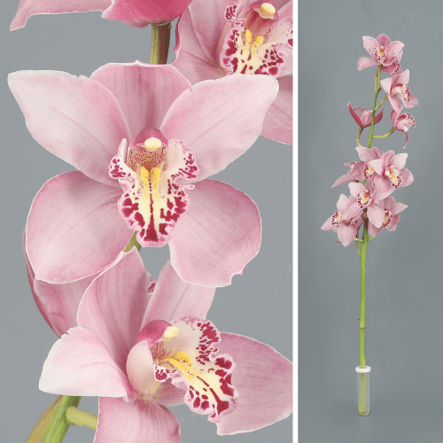Cymbidium Cindy, Rosa Claro, 1 tallos, 80cm
