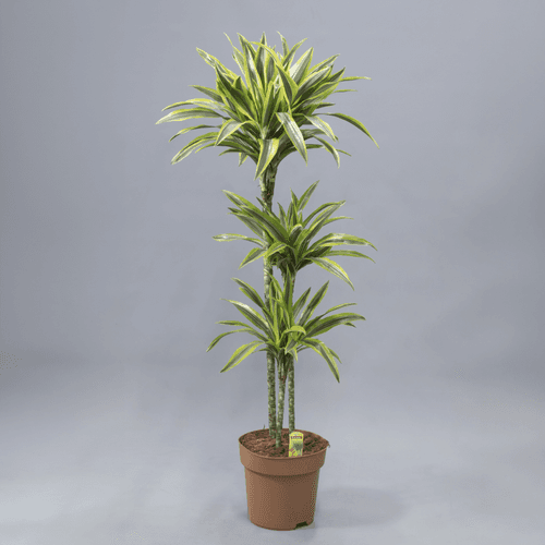 Dracéna Lemon Lime, Plante de 85-140 cm de haut