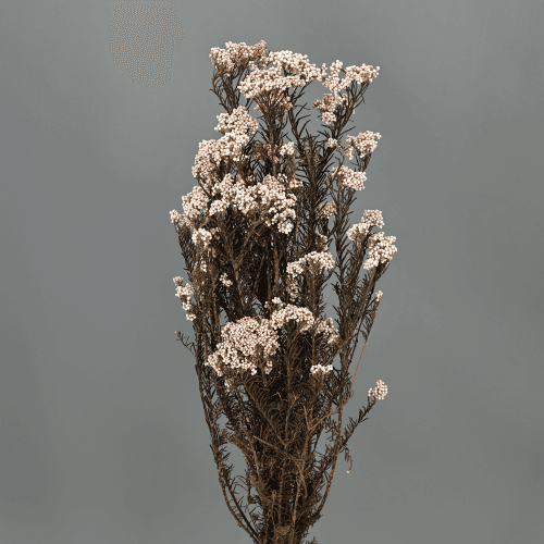 Flor de Arroz Natural, 1 tallos, 60cm