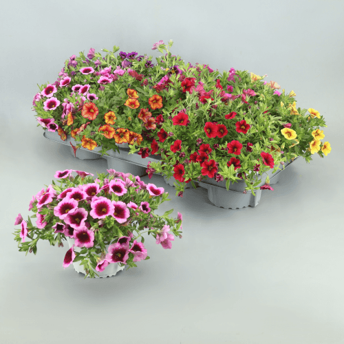 Calibrachoa Mix, Mixto, 1 tallos, 15cm