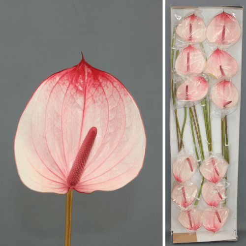 Anthurium Max Elegance x12, Blanco/Rosa, 1 tallos, 45cm