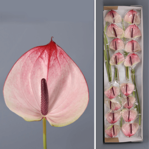 Anthurium Max Elegance x16, Blanco/Rosa, 1 tallos, 40cm