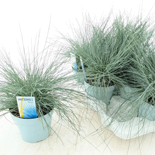 Festuca Glauca Intense Blue, Azul, 1 tallos, 45cm