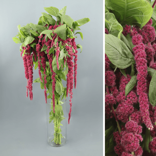 Amaranthus Red Cord