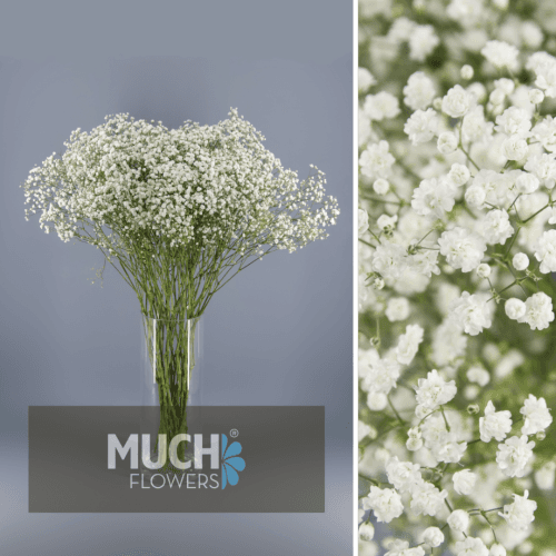 Paniculata Million Star MF 30 gr