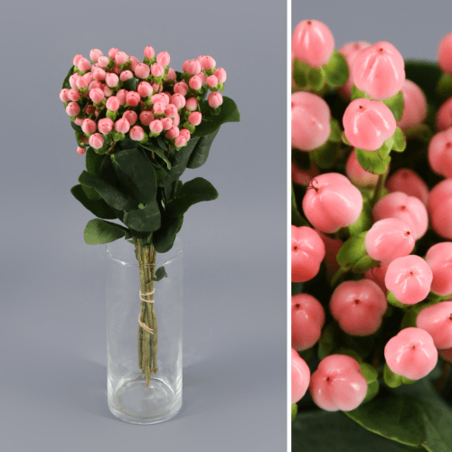 Hypericum Coco Casino, Rosa, 1 tallos, 50cm