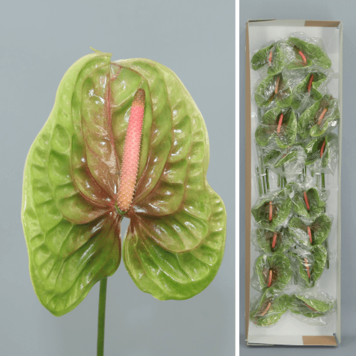 Anthurium Pistache x16, Verde, 1 tallos, 40cm