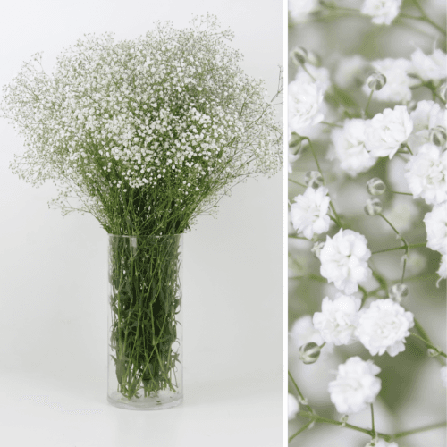 Paniculata Mirabella NAC 40 gr, Blanco, 1 tallos, 80cm