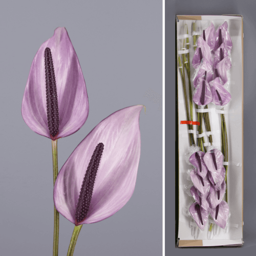 Anthurium Previa x16, Morado, 1 tallos, 40cm