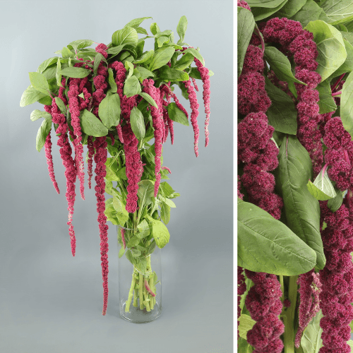 Amaranthus Red Cord