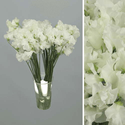 Lathyrus Winter Sunshine White, Blanco, 1 tallos, 40cm