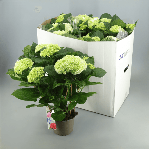 Hydrangea Wudu x6 7Flo, Blanco, 1 tallos, 40cm