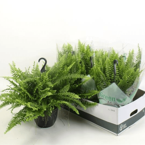 Helecho Exaltata Green Moment x6 Colgante, Verde, 1 tallos, 50cm