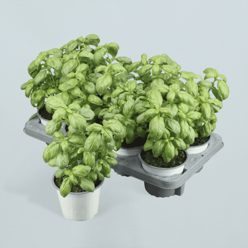Albahaca (Ocimum basilicum) Pesto, Verde Claro
