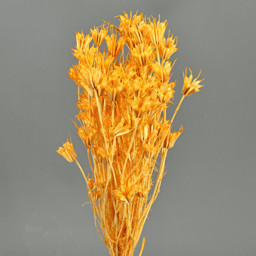 Nigelle orientale séchée orange