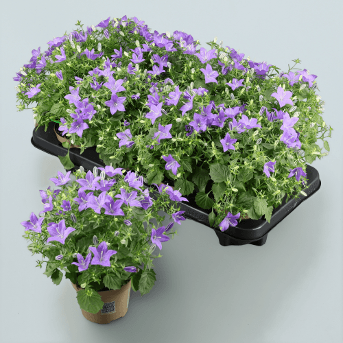 Campanule Napoli violette, Plante de 20 cm de haut, lot de 8 unités