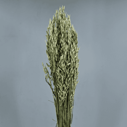Aveia seca natural, Flor seca de 80 cm de comprimento, conjunto de 3 hastes