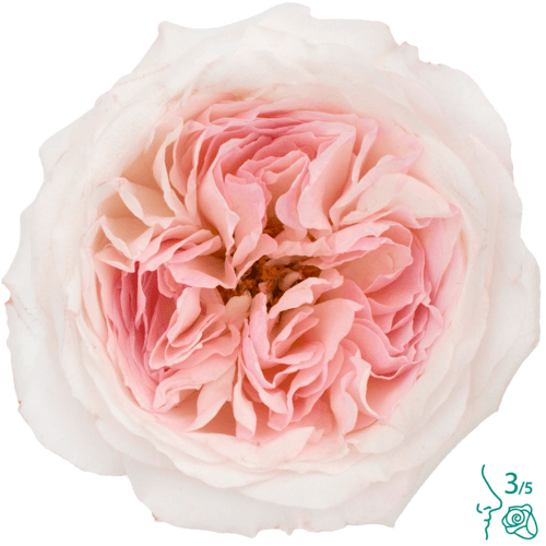 Rosa de Jardin Keira David Austin, Rosa Claro, 1 tallos, 50cm