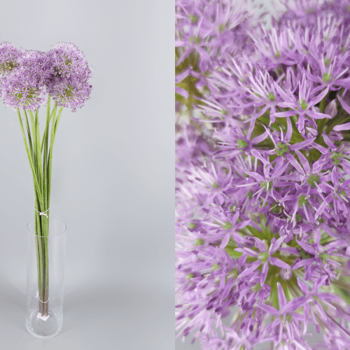 Allium Gladiator, Morado