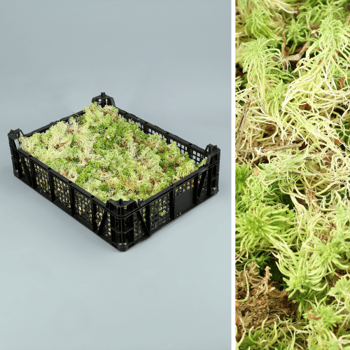 Musgo Sphagnum