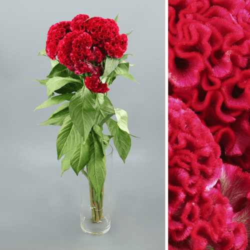 Celosia C Act Dara