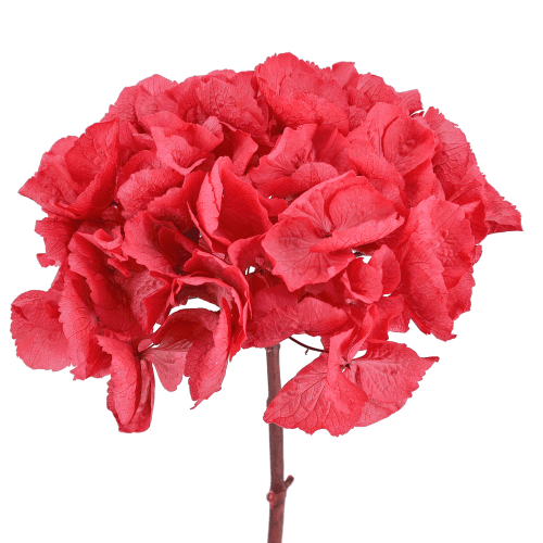 Hydrangea Cereza, Cereza, 1 tallos
