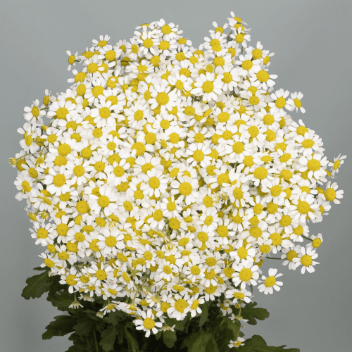 Tanacetum Single Vegmo, Blanco/Amarillo, 1 tallos, 60cm
