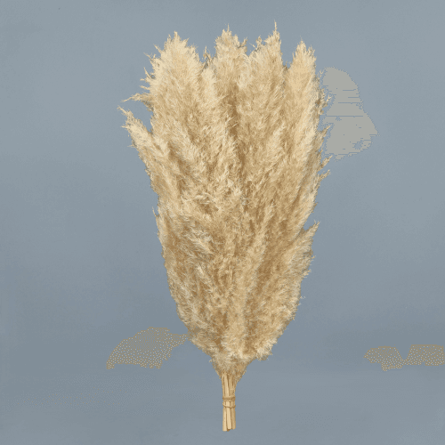 Hierba de la Pampa Natural, Flor preservada de 30-100 cm de largo