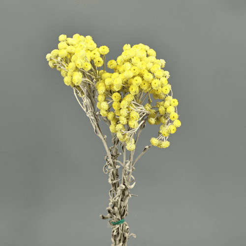 Siempreviva Natural, Amarillo, 30cm