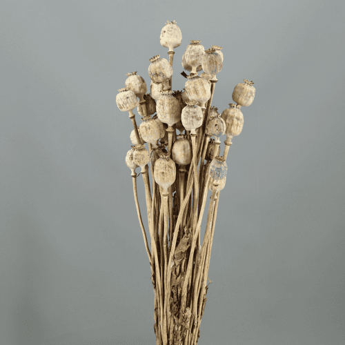 Papaver (papoila) seco natural 55-70 cm