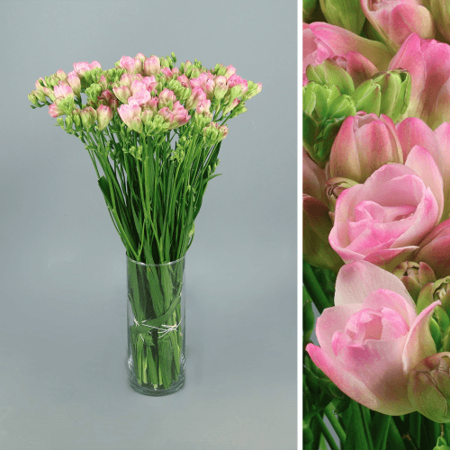 Freesia Double Rosario, Rosa Claro, 1 tallos, 52cm