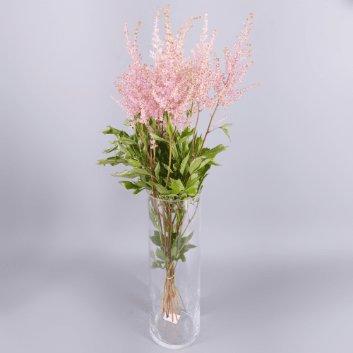 · Astilbe Erika, Rosa
