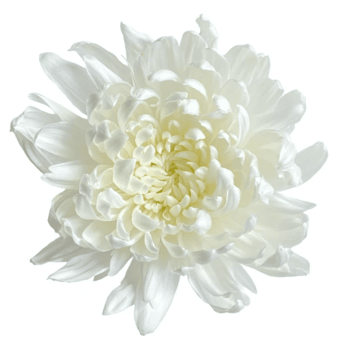 Chrysanthème Uniflora Blanc Gagarin (tige 70 cm), Fleur fraîche de 70 cm de long, bouquet de 20 tiges