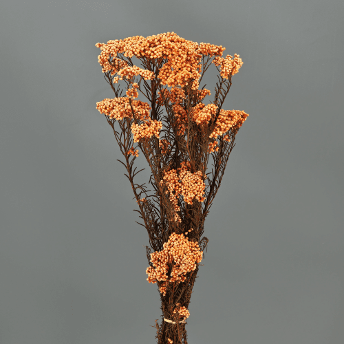 Flor-de-arroz preservada laranja-claro, Flor preservada de 60 cm de comprimento
