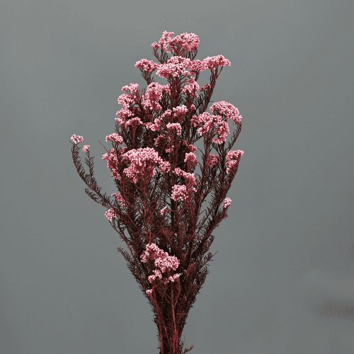 Flor de Arroz Rosa Claro, 1 tallos, 60cm