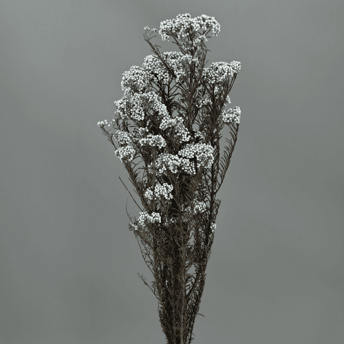 Flor de Arroz Celeste, 1 tallos, 60cm