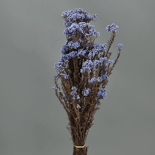 Flor de Arroz Morado, 1 tallos, 60cm